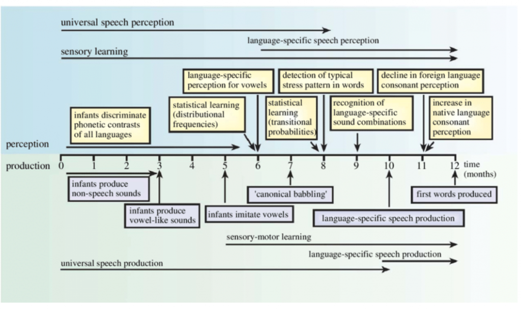 How-children-learn-a-language-in-the-first-year-of-life